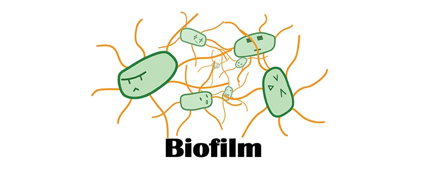 Biofilm και πώς επηρεάζει την λειτουργία του εντέρου και όχι μόνο